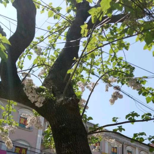 老楼屋七怪之一猪八怪之少出少有菩萨保佑