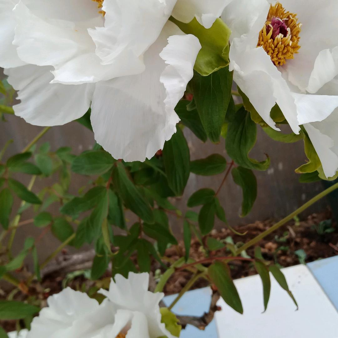 春天花开