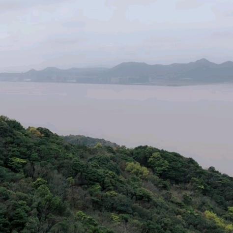 爬山虎