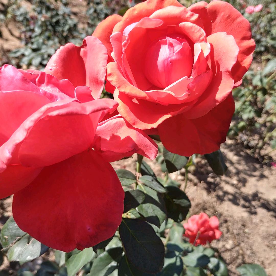 陈♡菊-♡花
