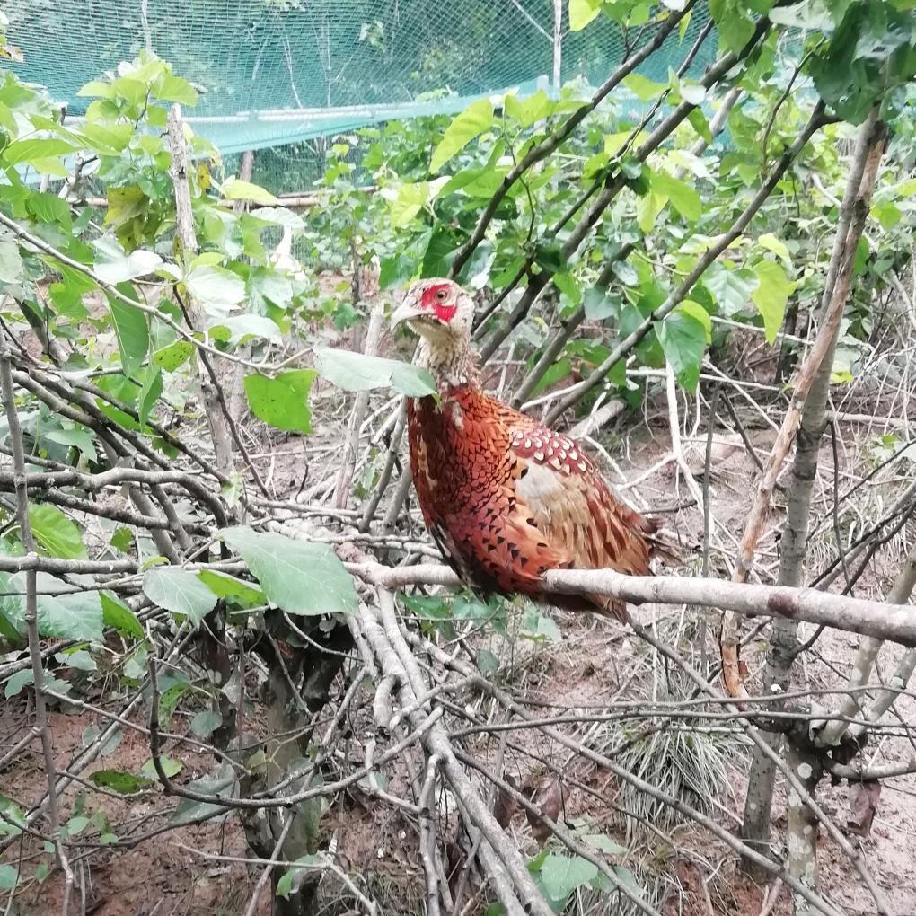 散养野山鸡、家鸡