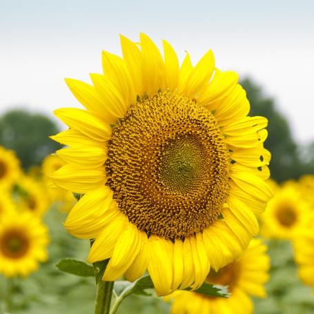 阳光❤️（小百货好物分享）