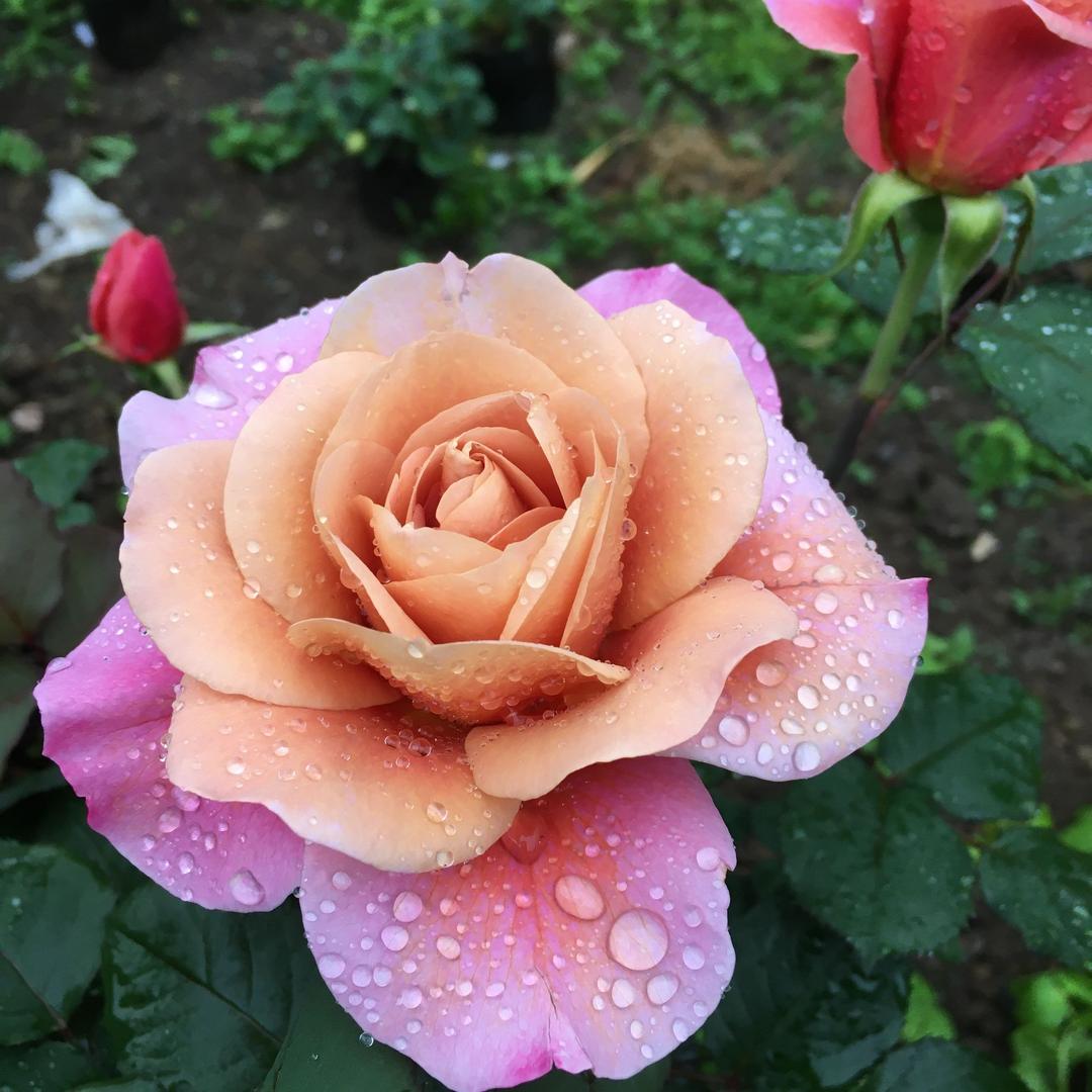花开花落
