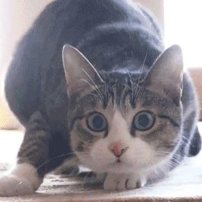 猫咪睡醒了