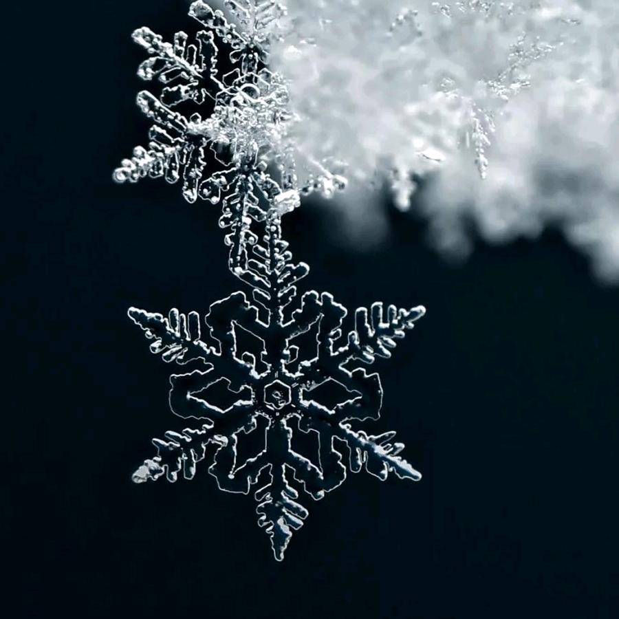 薄薄的提子饼干