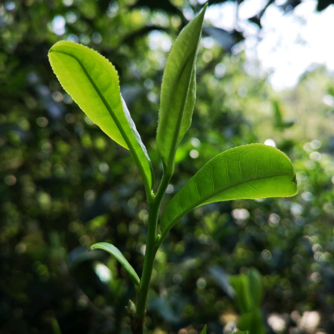 思茶者说