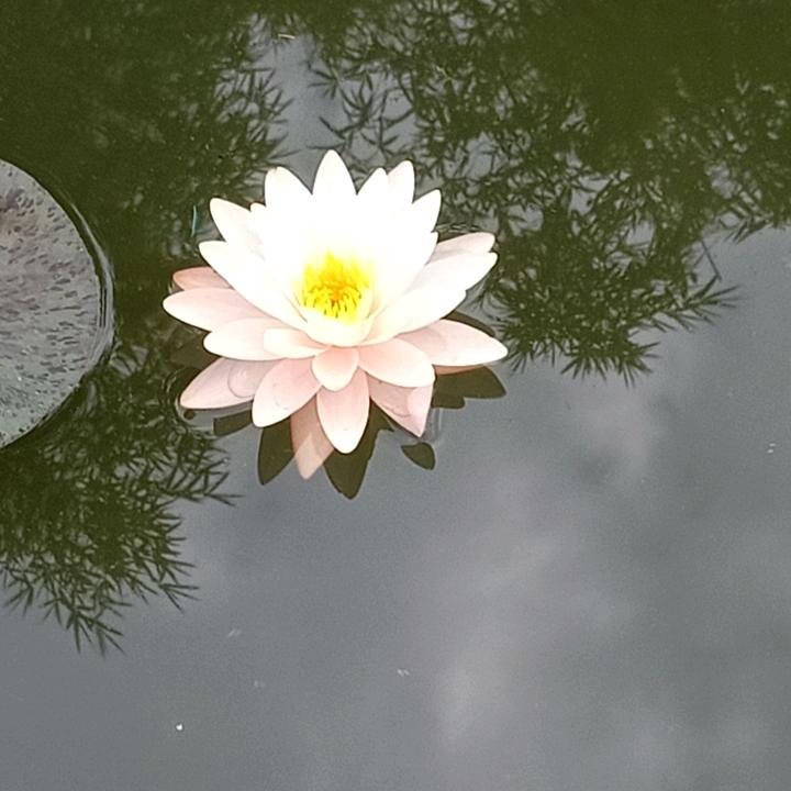 仇