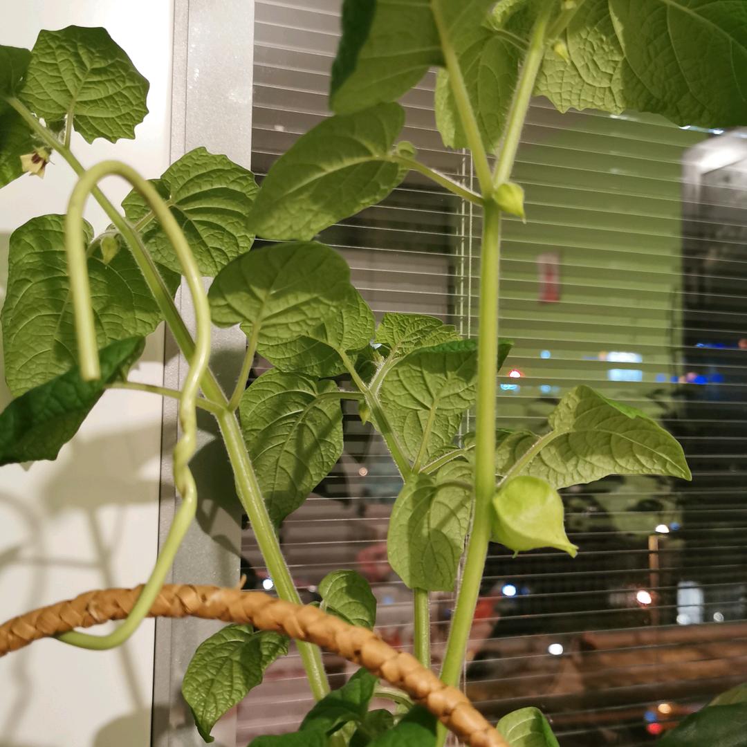 德邻居（琴有茶吃）