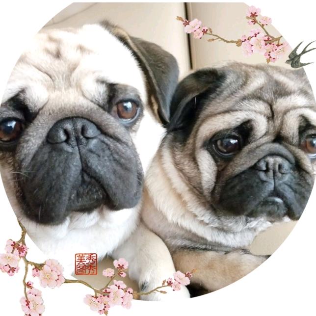 欢欢和崽崽（巴哥）