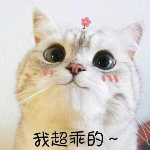 小可爱