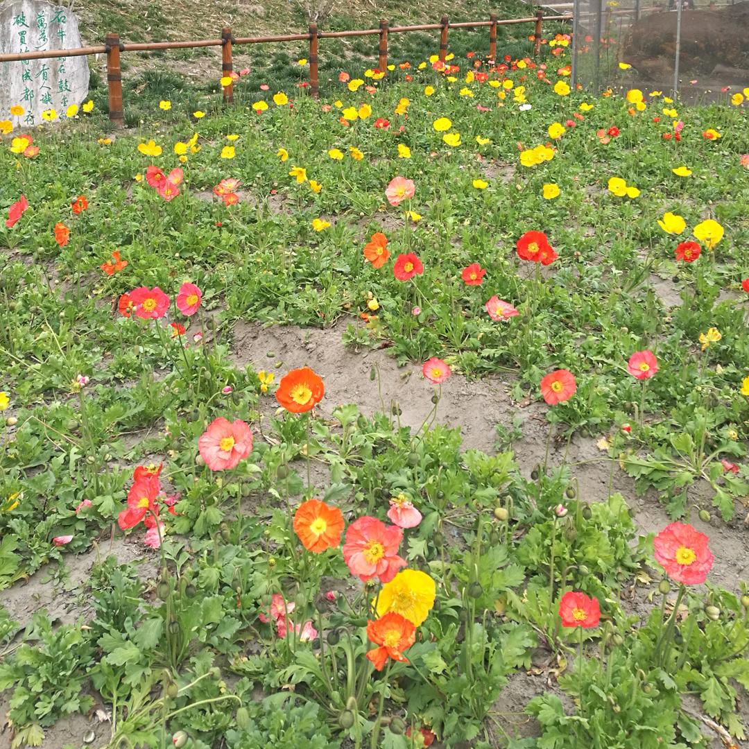 独自搭着地下铁