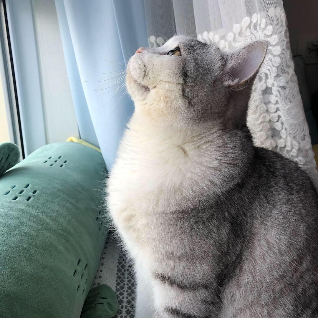 猫不吃鱼