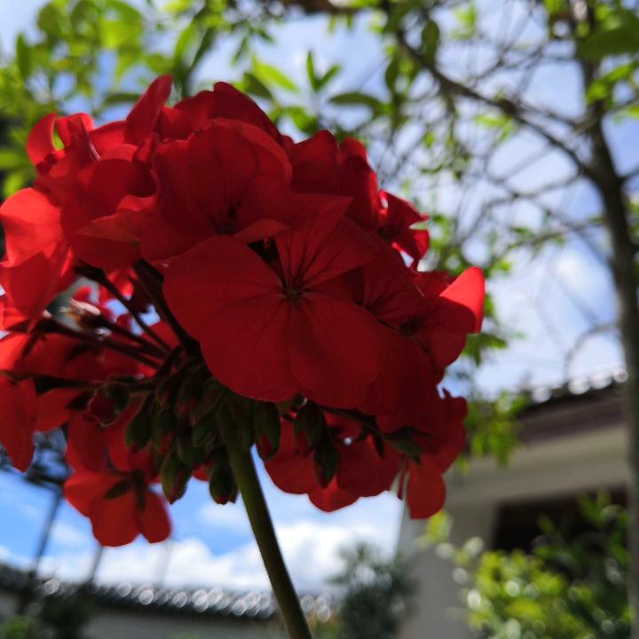 柠夏✨初开