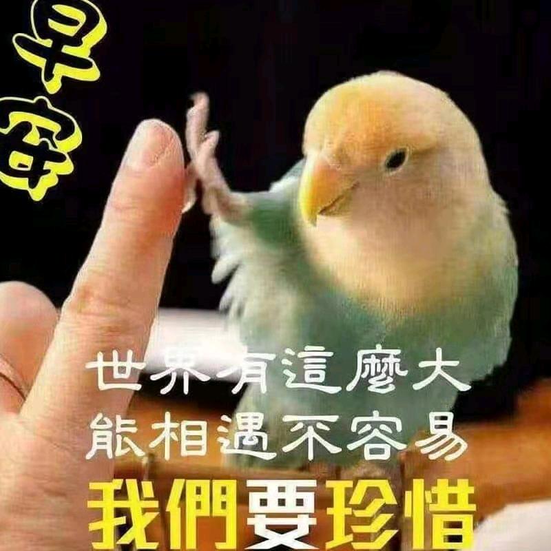 蓝眼泪