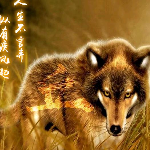 🐺行天下
