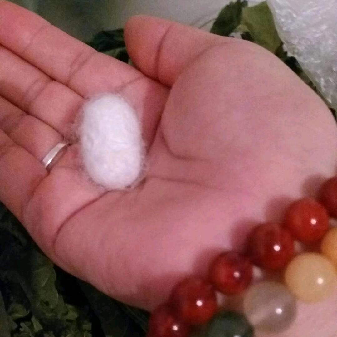 涛哥轩弟的胖嘛嘛