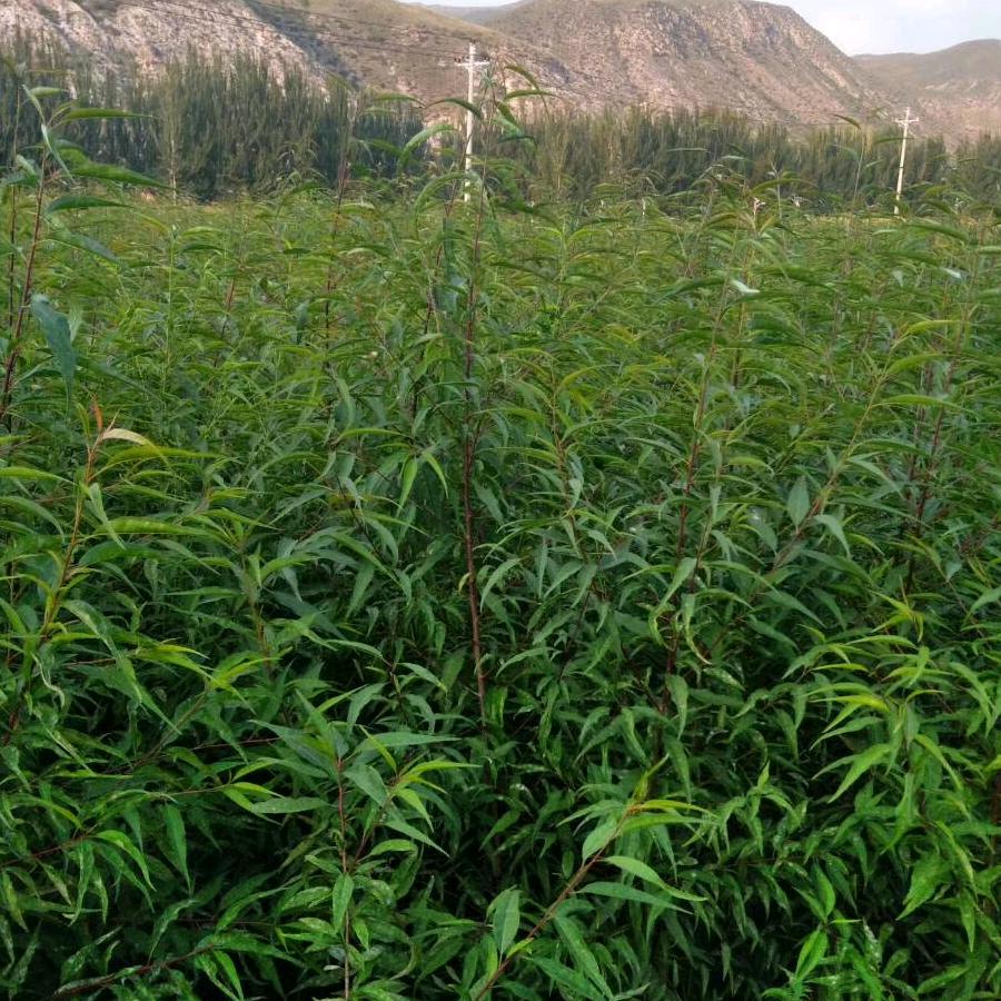 张家口蔚县绿化