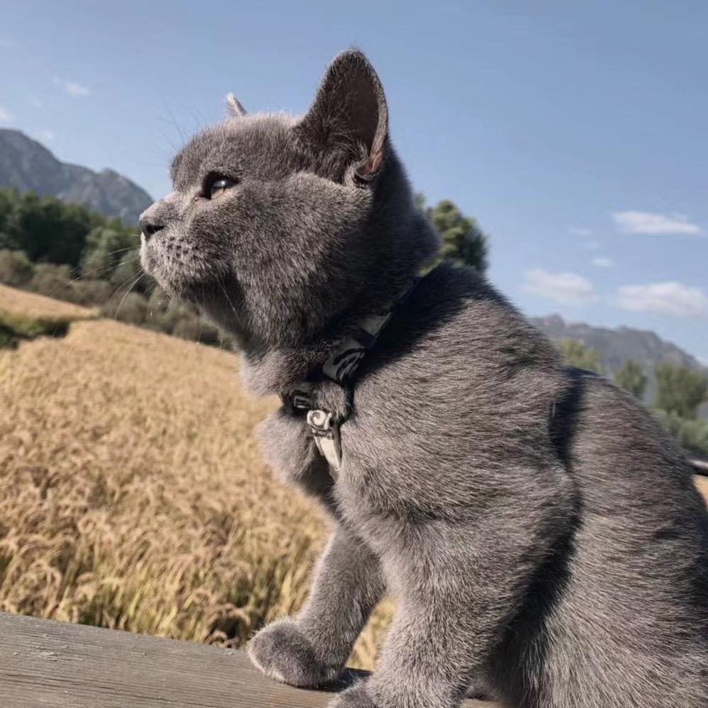 火鸡喵喵叫@抖音