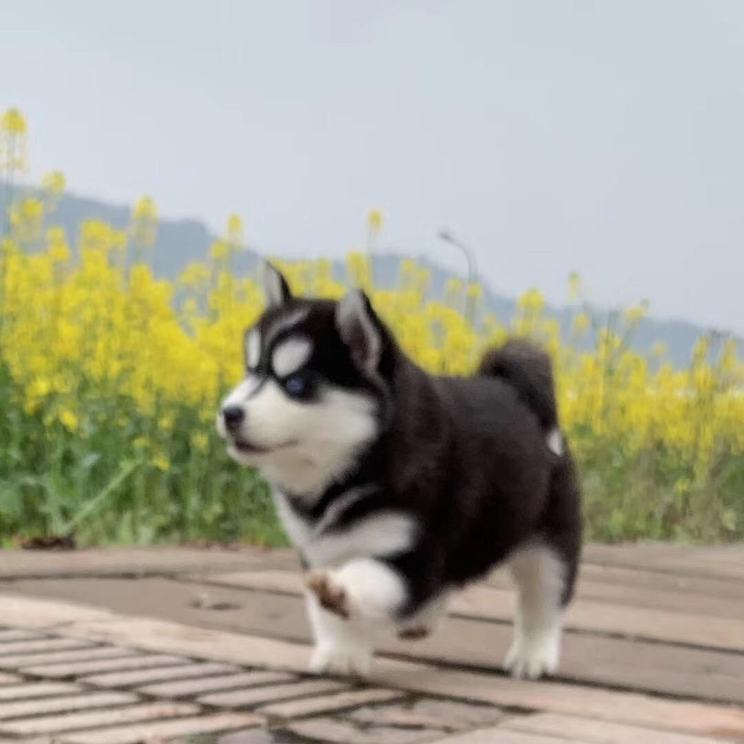 江钓小白