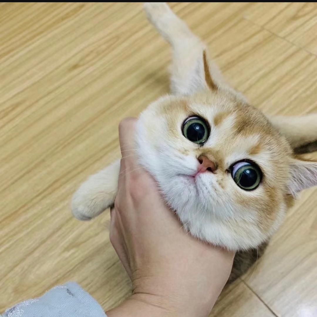 zyf