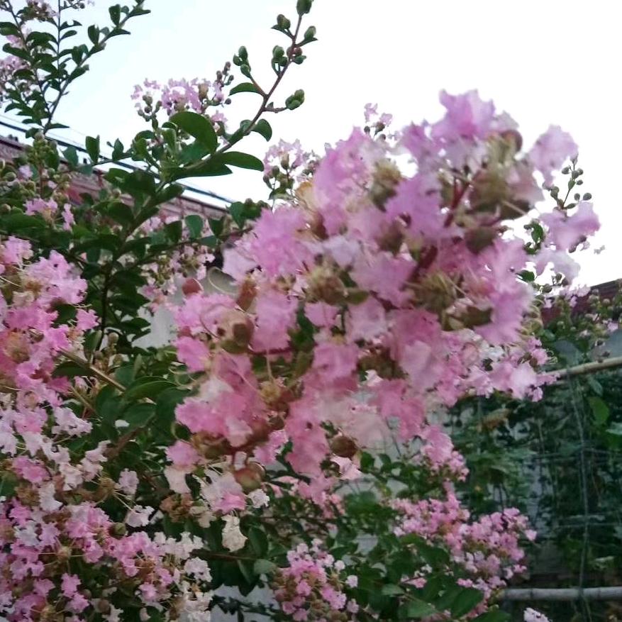 🎉芬芳💕🎉🎉