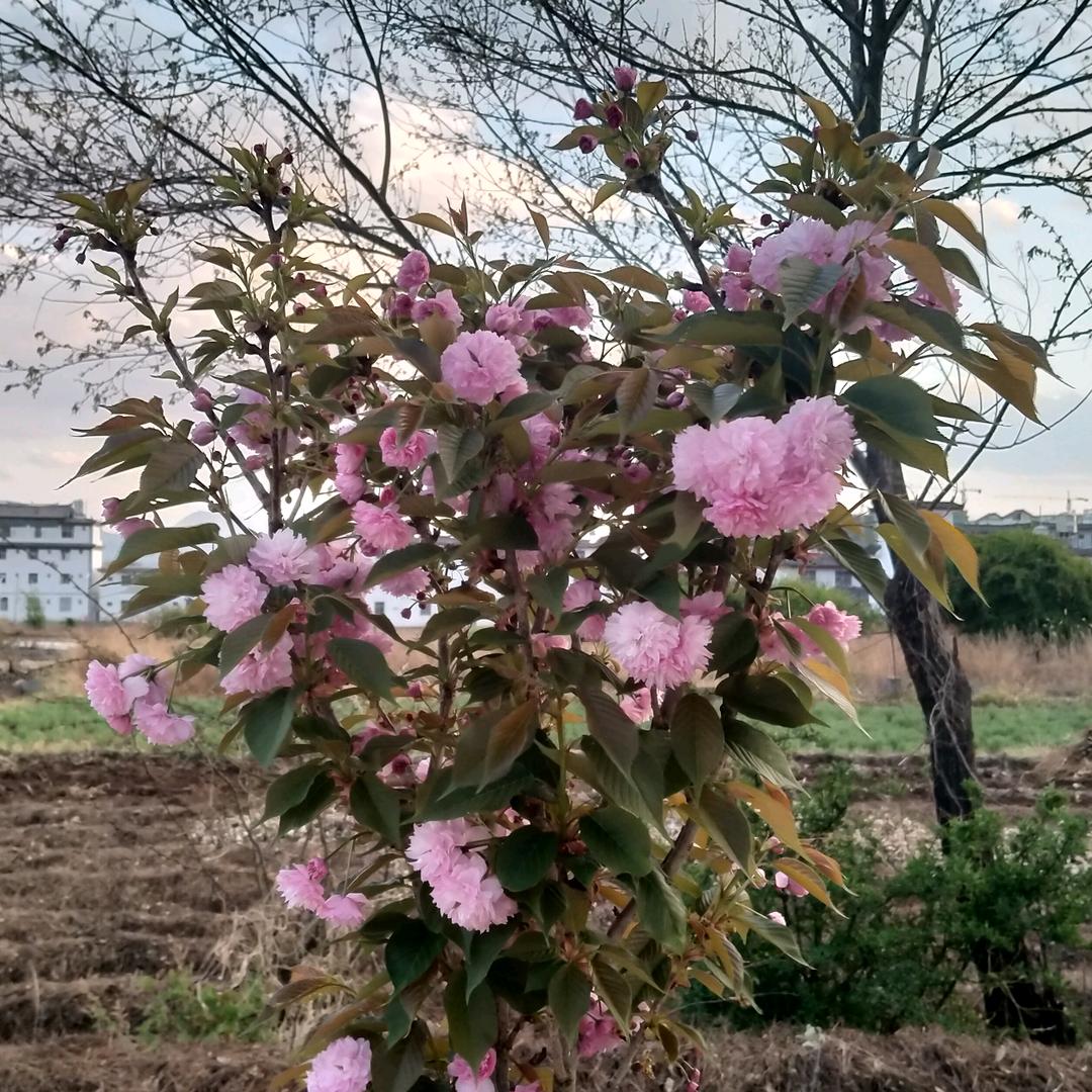 顺丽