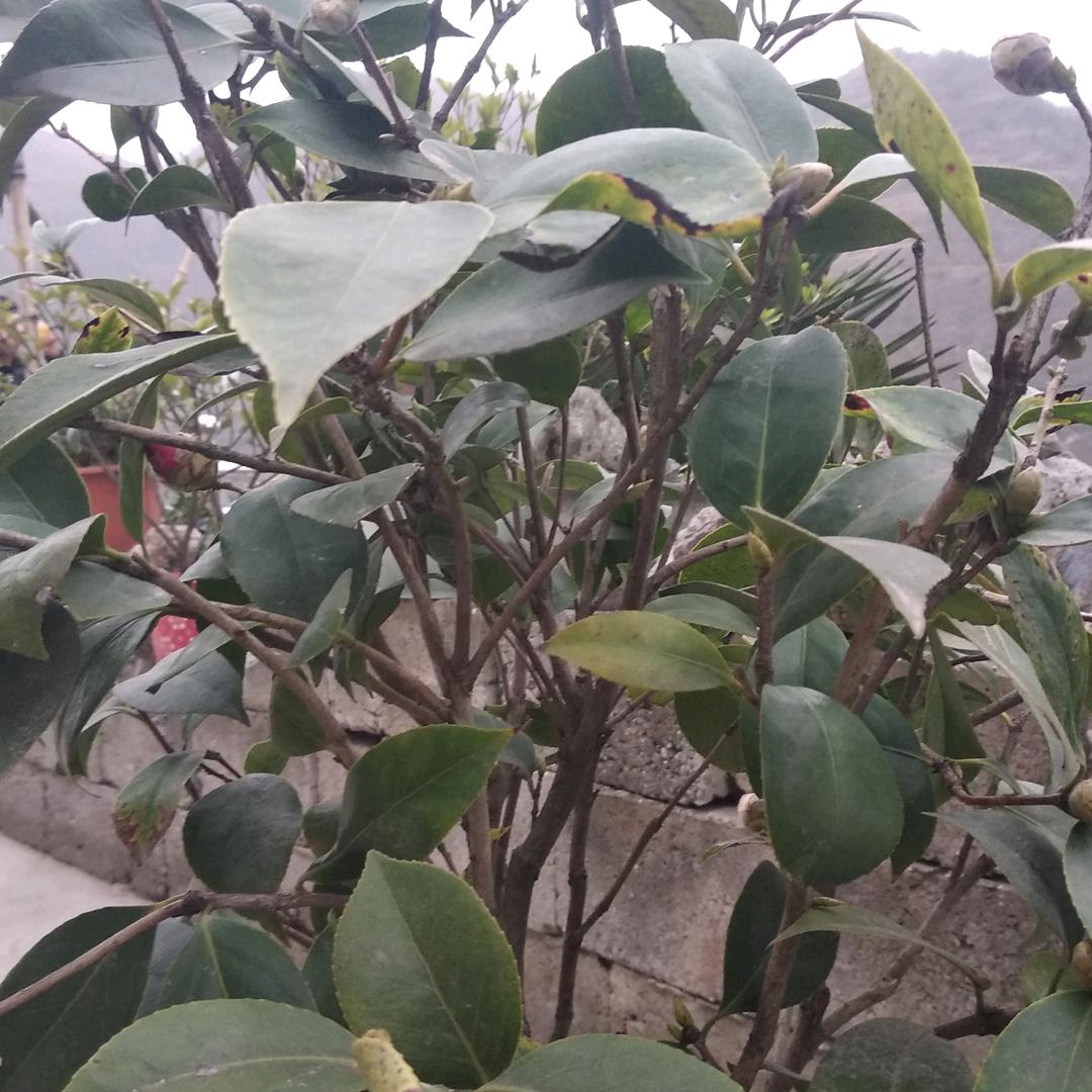 春暖花开