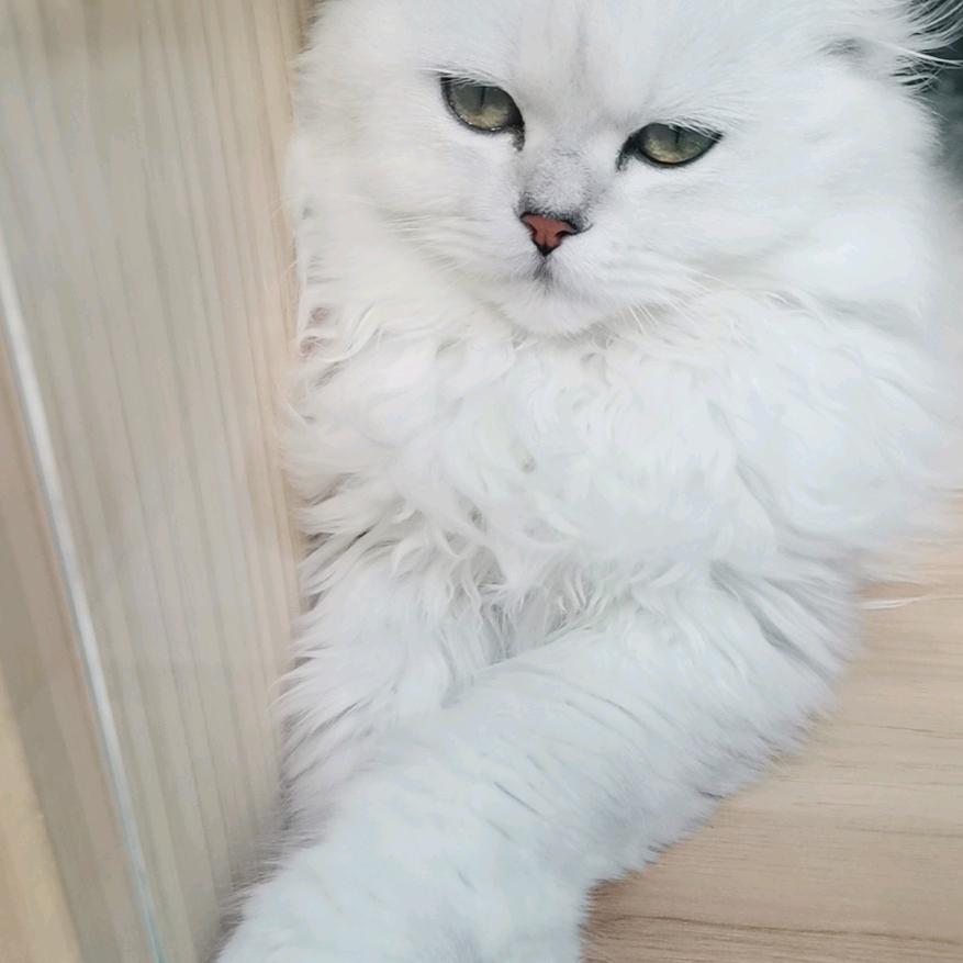 林子丶