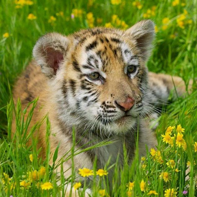 ？→😂无名哥哥