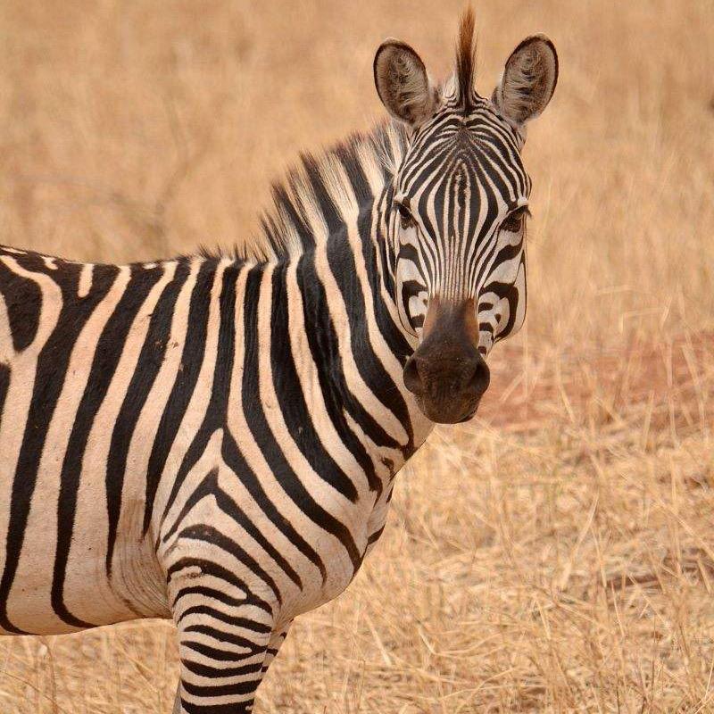 PERMLD深圳大猩猩智能电子有限公司汽车用品专卖店