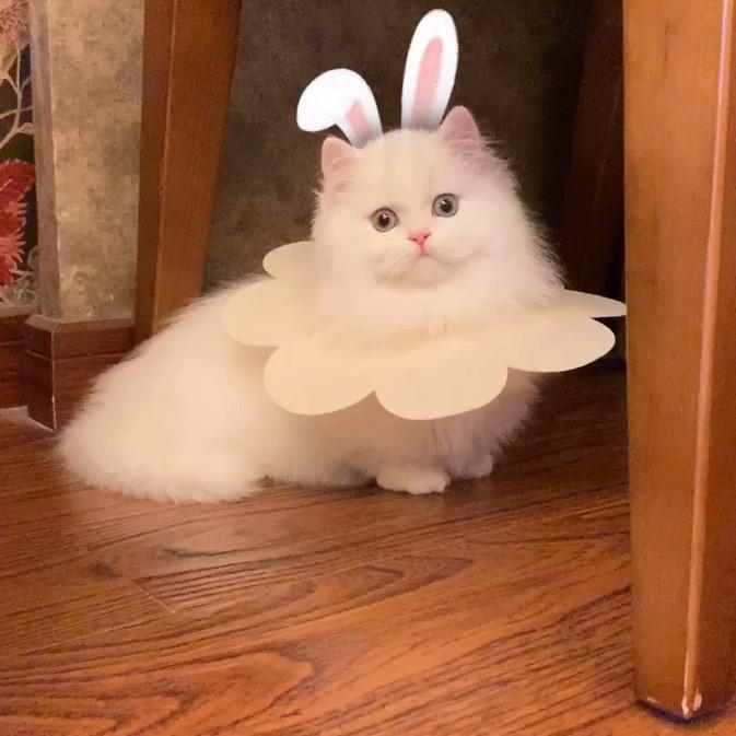 Mojo家的矮脚猫@抖音