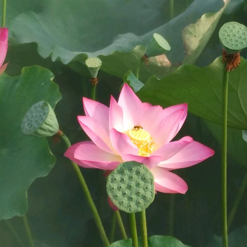 拈花客