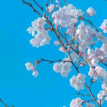 山妹
