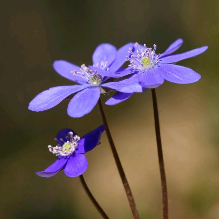 梅花香似苦寒来