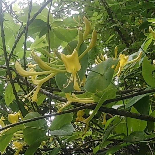 紫菱