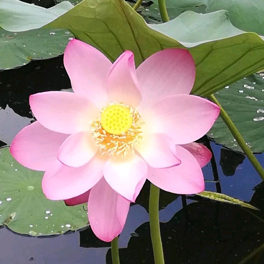 小新新