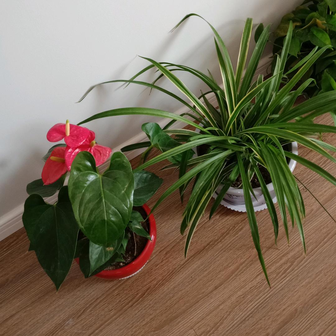 鹏程万里哦