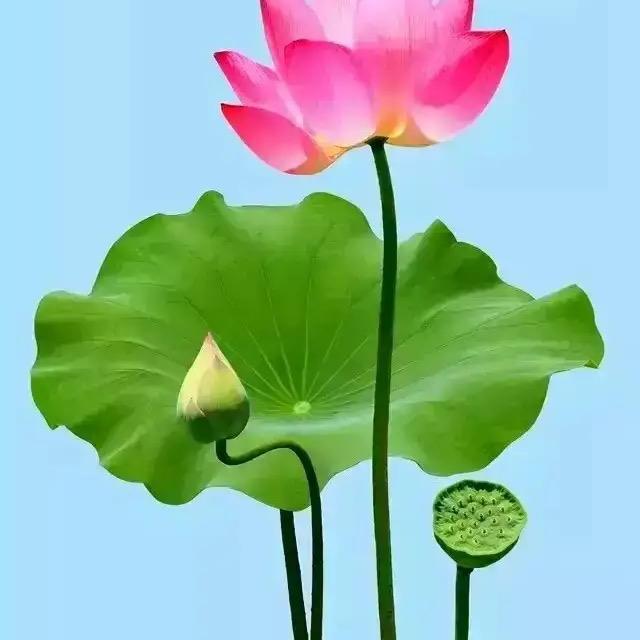 玉如意