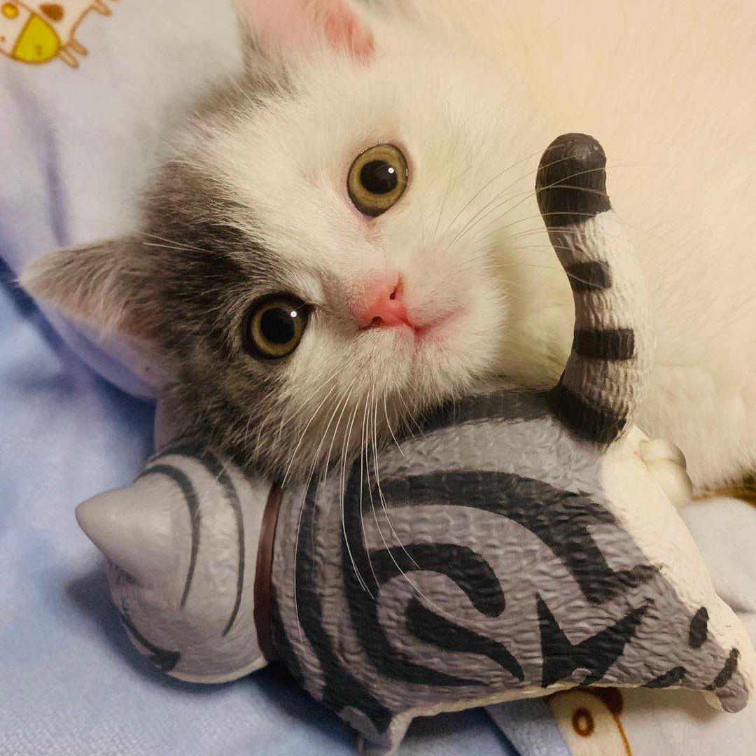 汤圆&木木的成长日记