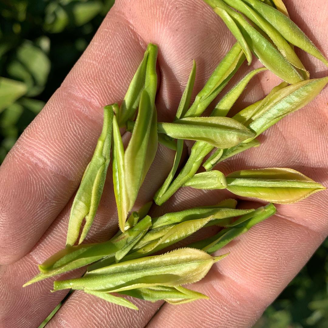 小傅茶叶（每天早上直播）