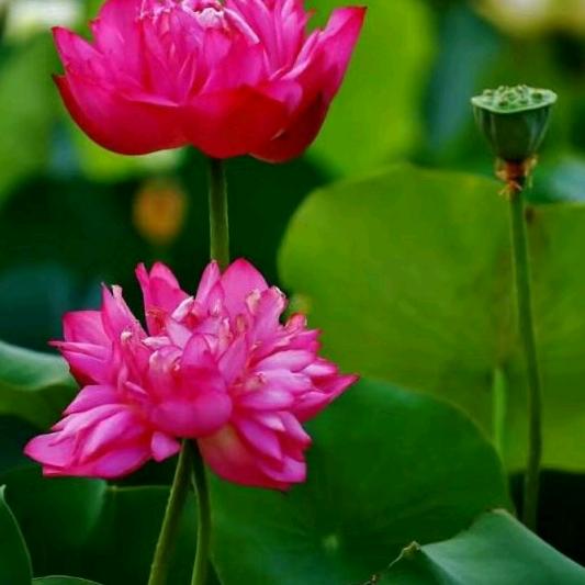 weixingfu