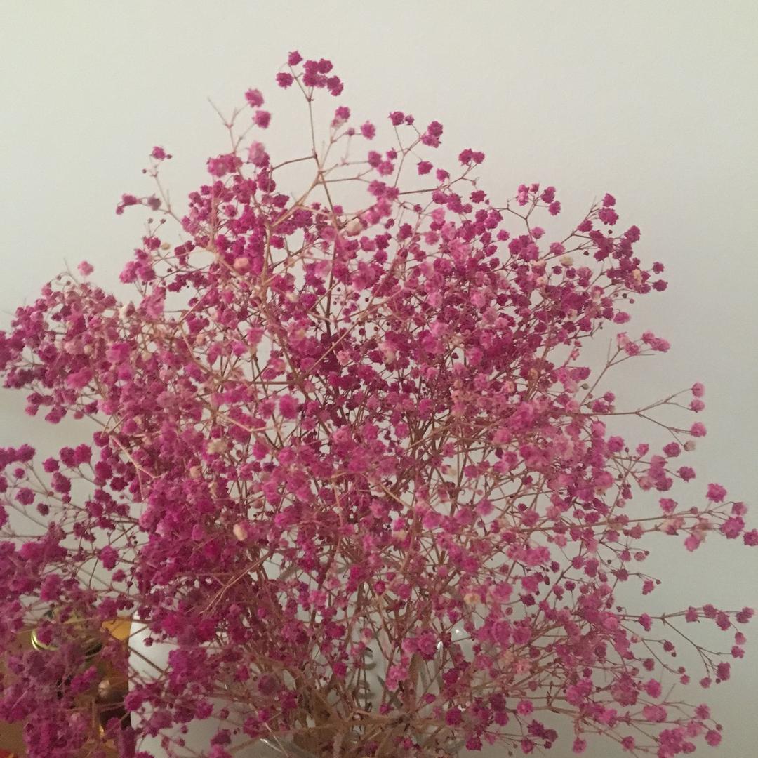 王