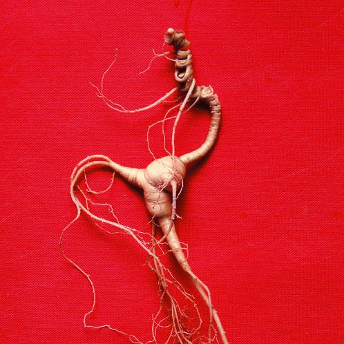 朱洪达人参之道