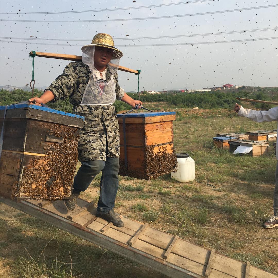 夏津养蜂人蜂产品