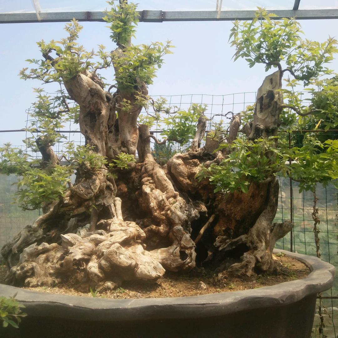 AA荆柏园