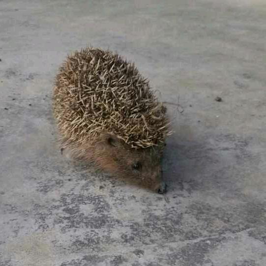 潜城小裁缝