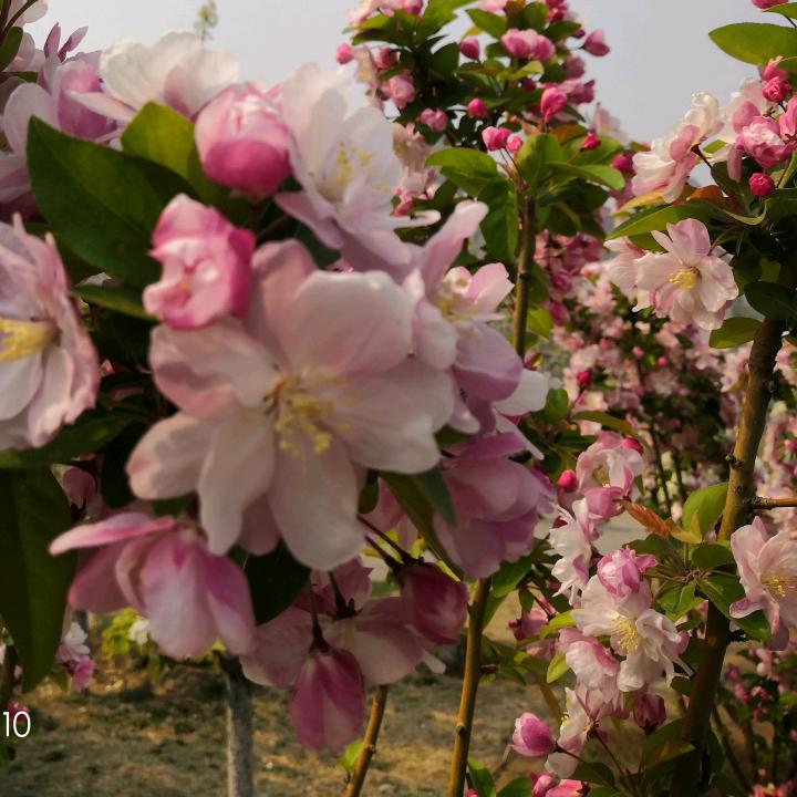 我家猫咪叫图图