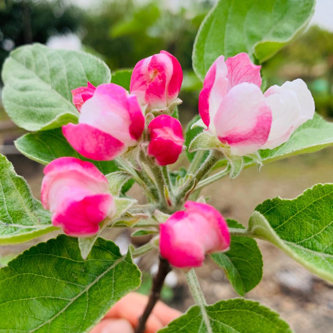 🍒糖糖🍒