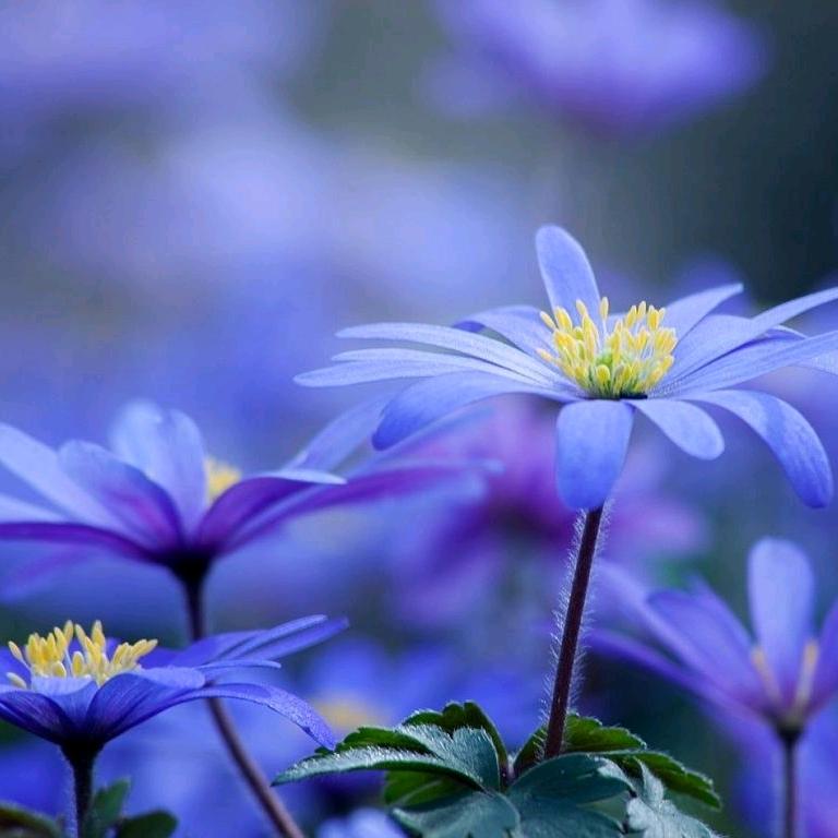 开心每一天🌷😄