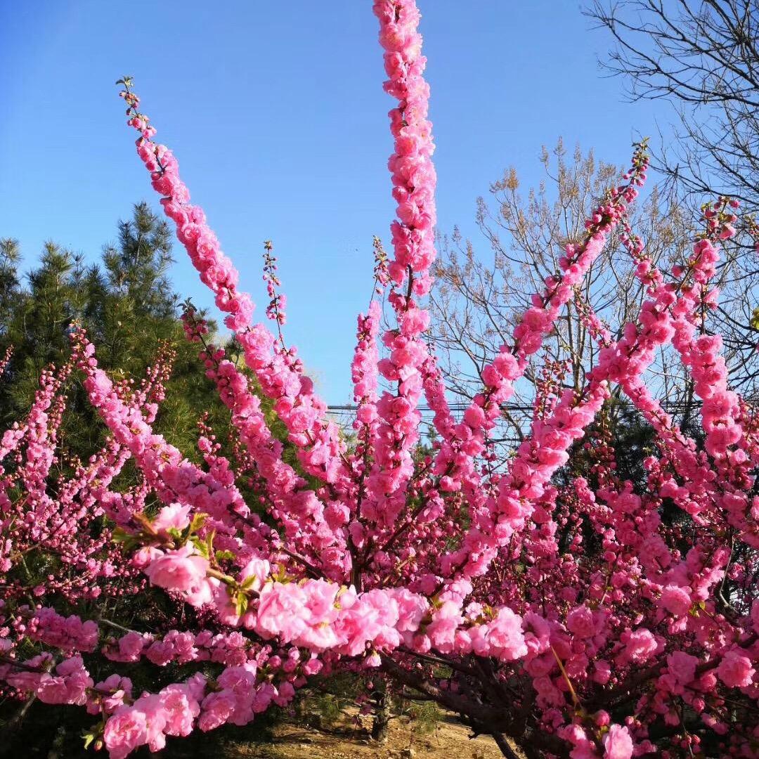 樱桃🍒小丸子